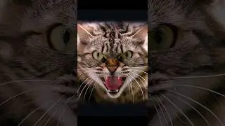 cats are evil #animal #cats #evil
