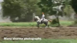 Marwari stallion Tank