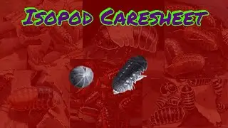 Armadillo officinalis Care &ndash; Isopod Care Sheet!