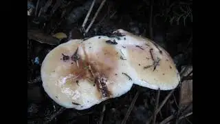 Suillus bellinii