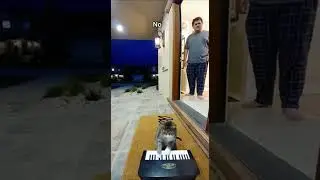 Полуночное кошачье пианино-шоу