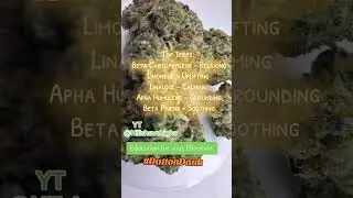 Dutton Dank: Cowboy Cannabis?