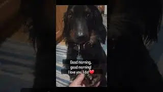 Good Morning! #dachshund #sausagedogcentral #dachshundlove #fyp #dog