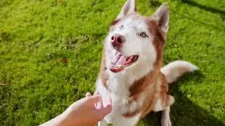 Dog Training Fundamentals