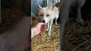 Saved From The Fur Trade: A Fox's Second Chance!
