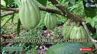 Sítio à venda na zona rural de Ilhéus BA, 8 Km da cidade de Itabuna R$: 120.000 MIL