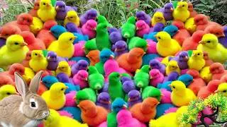 Colorful Crazy Chickens Running Around Like Cartoon Characters! 😂🌈