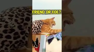 The ultimate furry face off and Caleb is front & center! #funnyshorts #funny #catfunny