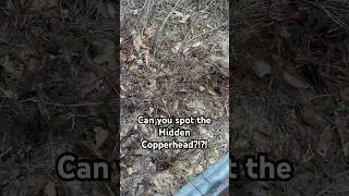Can you spot the Hidden Copperhead!?!? #snake #snakes #animals #nature #wildlife
