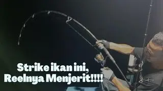 Reel Stella Sampe Menjerit, sampai manggil om @hantulautfishingmanado ih ih ihh, tacucu‼️