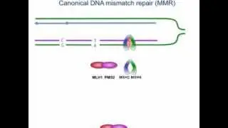 Human Mutation - Niels de Wind, Mark Drost, and Lene Juel Rasmussen