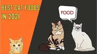 Best 5 cat food in 2021 for our cats