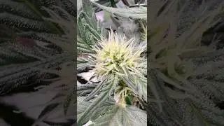 Orange Soda Auto Outcast Autos.  Apres stretch trim.