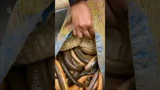WOW! MUD FISHING ADVENTURES