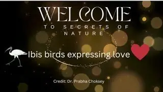 IBIS BIRDS EXPRESSING LOVE - Secrets of Nature #ibisbird #secretsofnature #drprabhachoksey