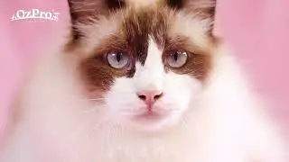 OzPro ASMR: 🎧 Best with headphones on 🎧 OzPro Ambassadors doing what they do best - eat. 😻