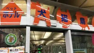 Amazing pet shop in Japan | Tokyo