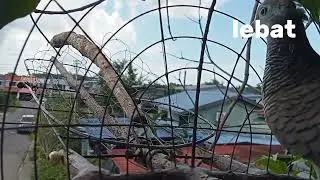 merbuk kampung - minggu ni kasi jolok lepas gian lama tak jolok.