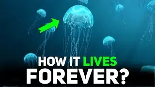How to be immortal officially? (ft. Jellyfish)