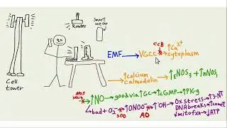 Can EMF cell phone like have beneficial effects