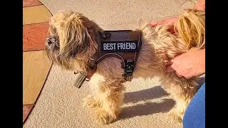 PAWSPASSION Tactical Dog Harness &ndash; Heavy Duty, Chew-Proof, No-Pull Vest for Dogs