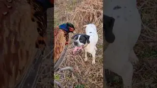 شکار قرقاول  با پوینتر انگلیسی. hunting pheasant. shorts
