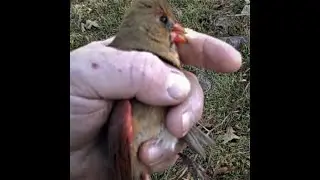 RESCUING A BABY CARDINAL! Will she make it?