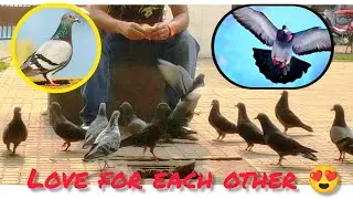 lovely birds pigeon !! save pigeon !! save birds !! save animals 🥺 try Not to Laugh 😂