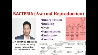 Asexual Reproduction in Bacteria, Binary Fission, Budding, Cysts, Segmentation, Endospore, Conidia