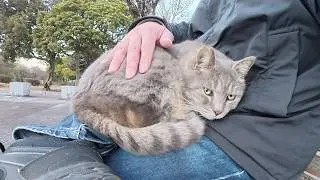 Толстый серый кот сидит на коленях у мужчины, пока у него не онемеют ноги.