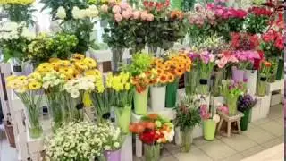 Květiny Papaver - řezan&eacute; květiny
