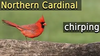 Northern Cardinal chirping - eating an apple