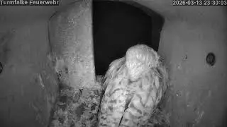 🔴 Livestream - Turmfalken-Kasten 🦅 (Kestrel) - Webcam
