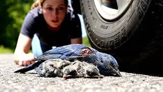Injured Bluebird Rescue | From Roadside Tragedy to Forest Freedom