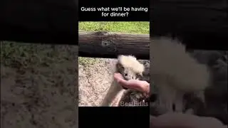 ostrich eat a wedding ring #entertainment #memes #edits #funny #funnyclipswithseriousmessage