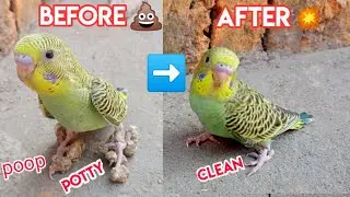 How to clean potty 💩 from your baby budgies parrot 🐦 feet 🦶