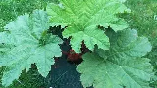 Parzeplin - Gunnera Manicata, oraz Gunnera Tinctoria przyrosty. Miskant olbrzymi, jak wygląda 🌱🌱🌱