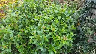 Weigela to Iberis flowers