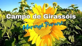 Campo de Girassóis Maringá Paraná