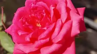 Different types of Flowers 🌷🕊️✌️ Nature Lover's ✨@AnjaliBaidya-r8o 