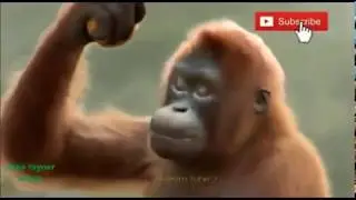 Funny Animals Dancing Compilation😂(2019)....Crazy Tuber