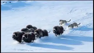 Snow Leopards Chase a Musk Ox Across a Vast Frozen Landscape