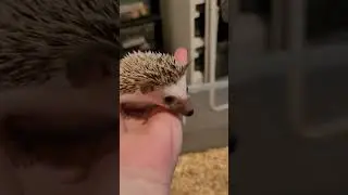 #hedgehog #babyhedgehogs #babyhedgehog #exoticpets #pets #animals #animalslover #babyanimals
