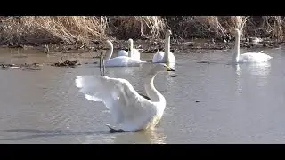 伊豆沼・給餌池のオオハクチョウ達(鳴き声明瞭) / Whooper Swan calling in  feeding pond @Lake Izunuma