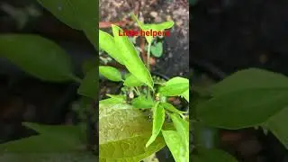 I love seeing ladybugs in the garden, they&rsquo;re always working to keep pests away.