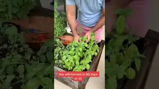 Balcony Garden 🍅 #shorts