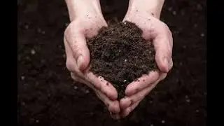 Soil Based Organisms - Gut Health and Immunity
