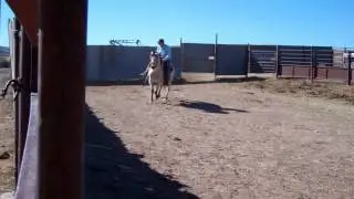 harlan kent steers 3.31.12