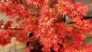 Stunning Acer Palmatum Wilson's Pink Dwarf at Baumschule Hachmann (nursery)