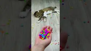 Cat Barsik Beads 🔴🟡 Reverse Video ❤